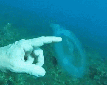 潜水员深海发现神秘海洋生物:全身透明还不怕人 1 潜水员深海发现神秘海洋生物:全身透明还不怕人