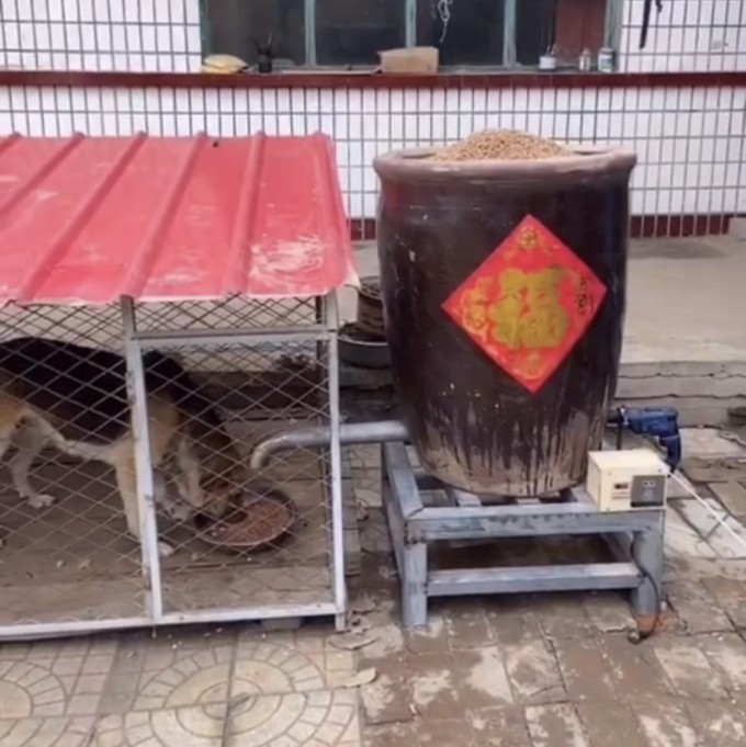 自制懒人喂狗大缸,装一次狗粮三四个月不用喂狗-百货之家