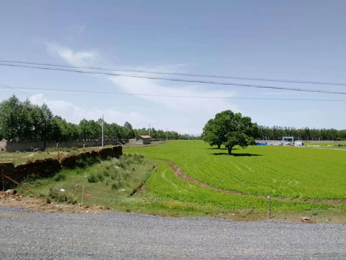 alt孤零零的一棵树