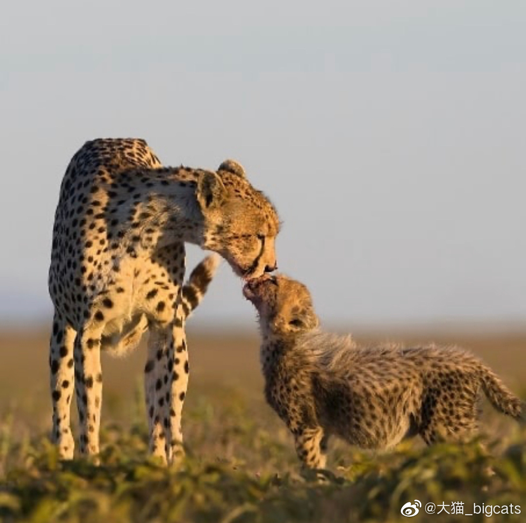主题pbc猫豹看图写话16收藏该贴已收藏
