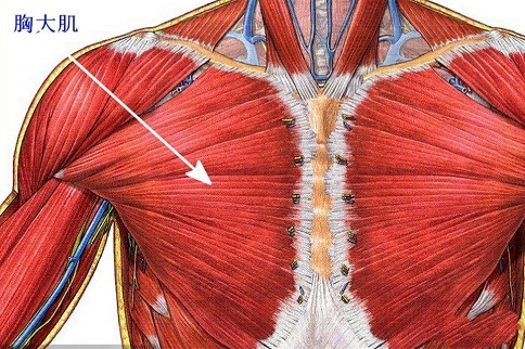 胸大肌在哪 怎样锻炼胸大肌-追梦健身网