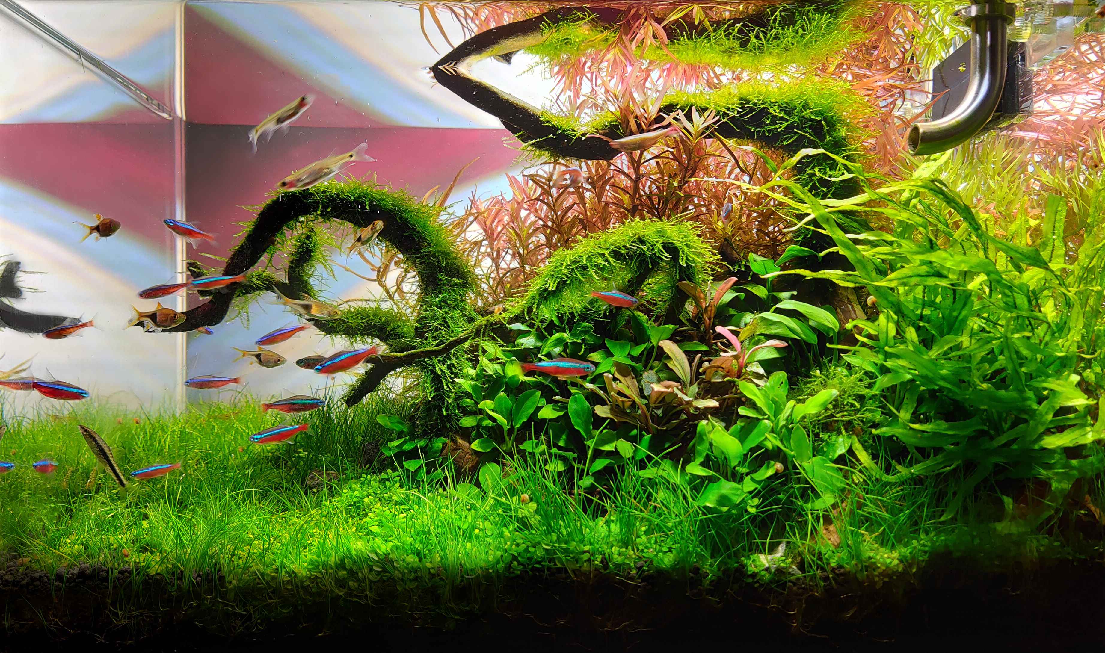 60厘米鱼缸水草造景图图片