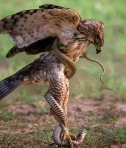 2个简短的查理•沃德视频和3个丹妮尔•斯托金电报:线索,圣帕特里克节和基督意识”|Kat